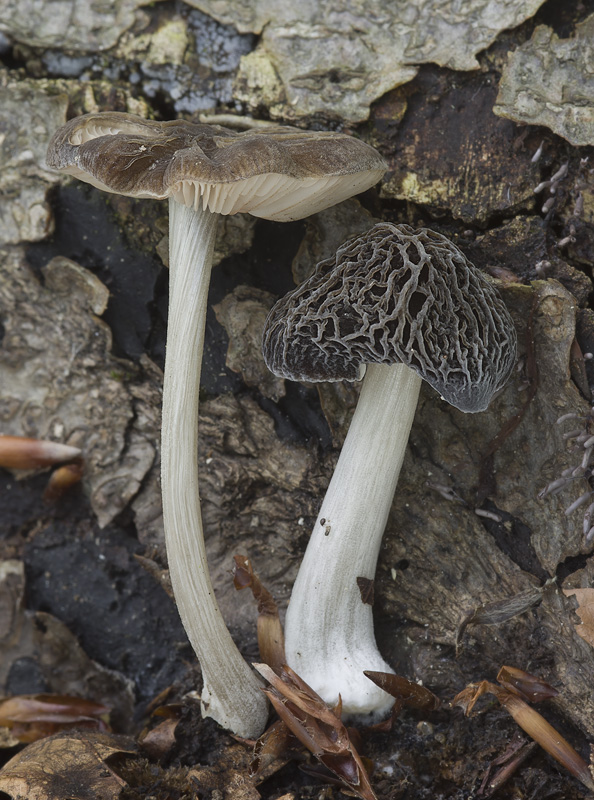 Pluteus thomsonii